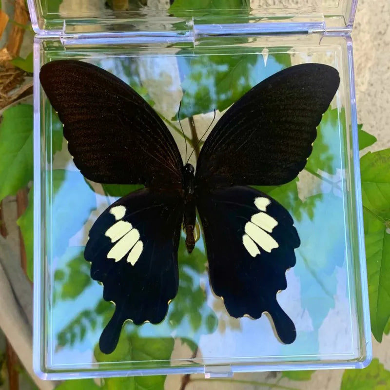 Natural Real Butterfly Specimens Rare And Exquisite Specimens Transparent Boxed Mixed Butterflies For Education Collection Rese