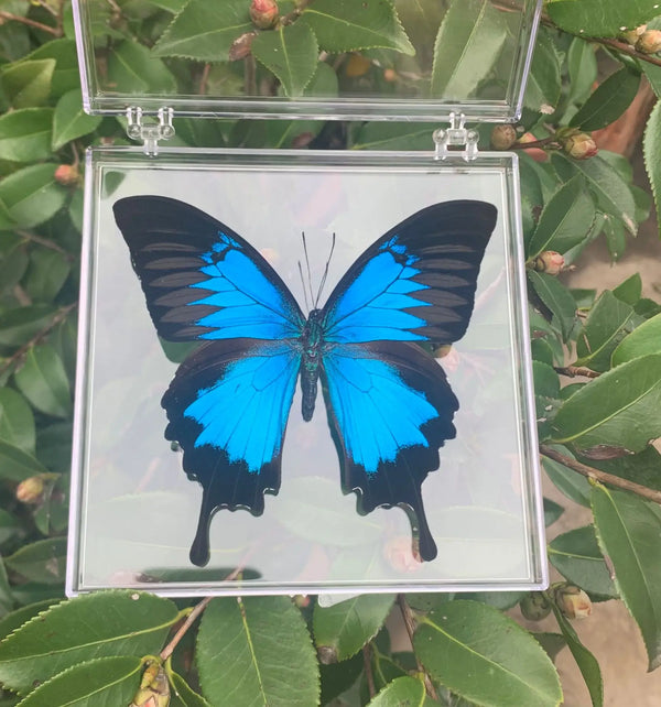 Natural Real Butterfly Specimens Rare And Exquisite Specimens Transparent Boxed Mixed Butterflies For Education Collection Rese