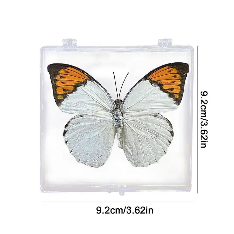 Real Butterfly Specimen Insect Home Decor Photo Frame Desk Decoration Figurines Birthday Gift Teaching Training