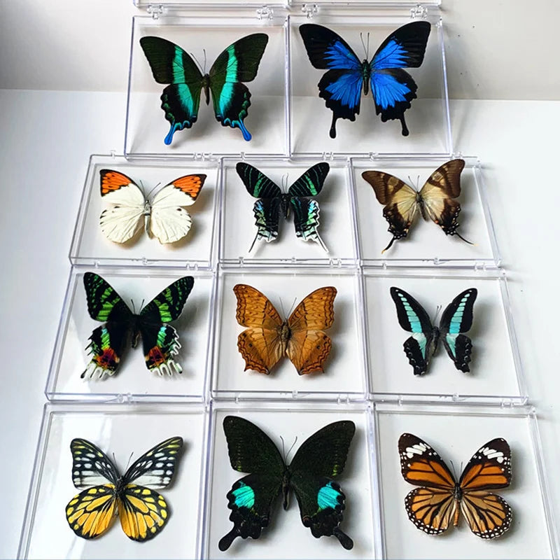 Natural Real Butterfly Specimens Rare And Exquisite Specimens Transparent Boxed Mixed Butterflies For Education Collection Rese
