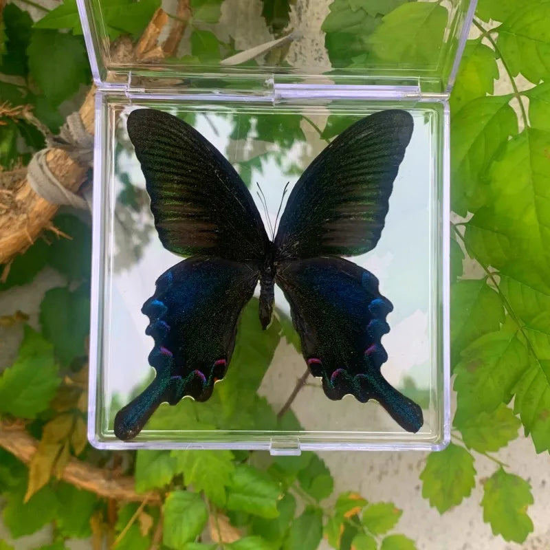 Natural Real Butterfly Specimens Rare And Exquisite Specimens Transparent Boxed Mixed Butterflies For Education Collection Rese