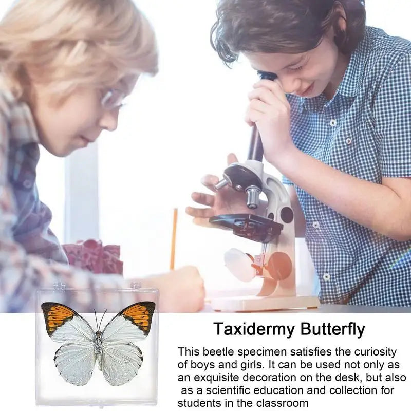 Real Butterfly Specimen Insect Home Decor Photo Frame Desk Decoration Figurines Birthday Gift Teaching Training