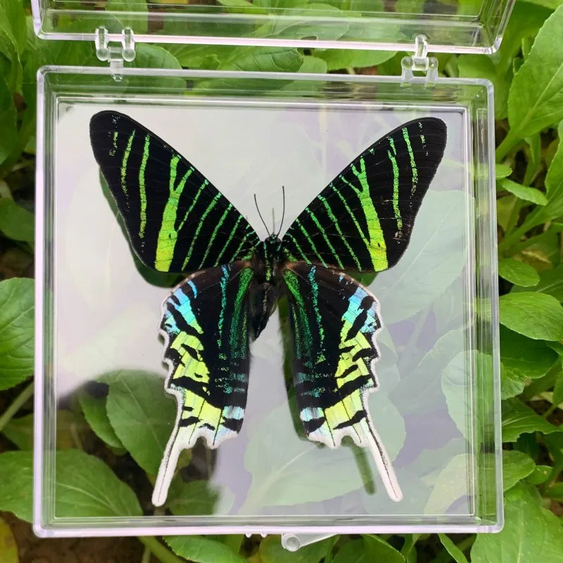 Natural Real Butterfly Specimens Rare And Exquisite Specimens Transparent Boxed Mixed Butterflies For Education Collection Rese