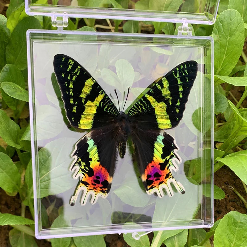 Natural Real Butterfly Specimens Rare And Exquisite Specimens Transparent Boxed Mixed Butterflies For Education Collection Rese