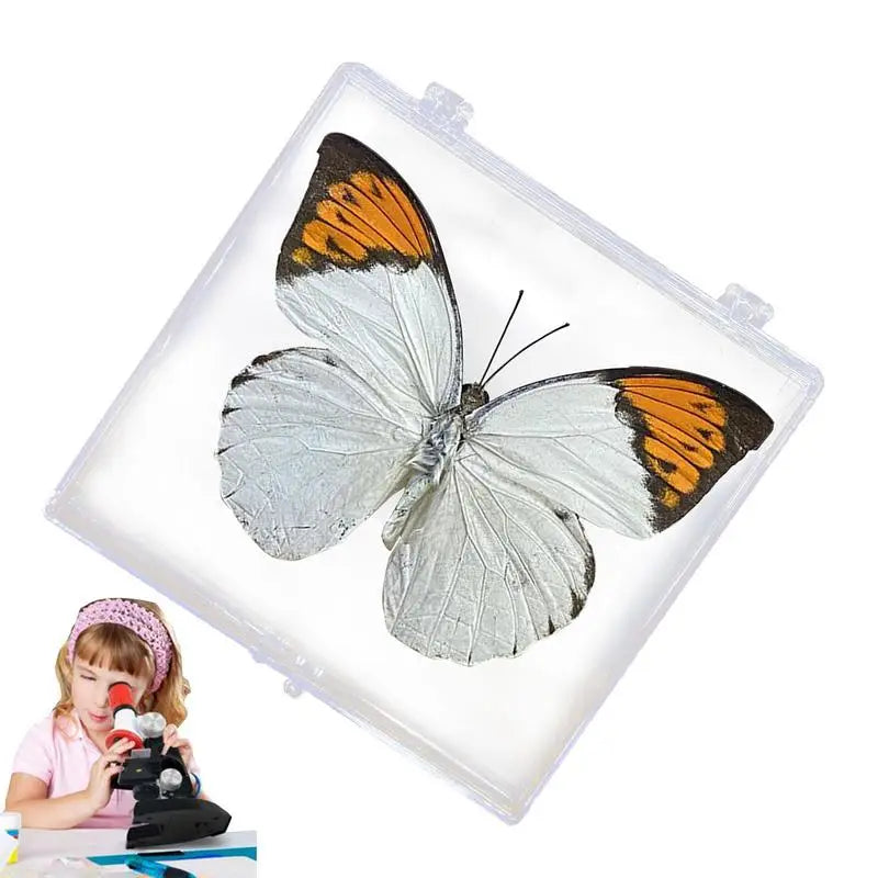Real Butterfly Specimen Insect Home Decor Photo Frame Desk Decoration Figurines Birthday Gift Teaching Training
